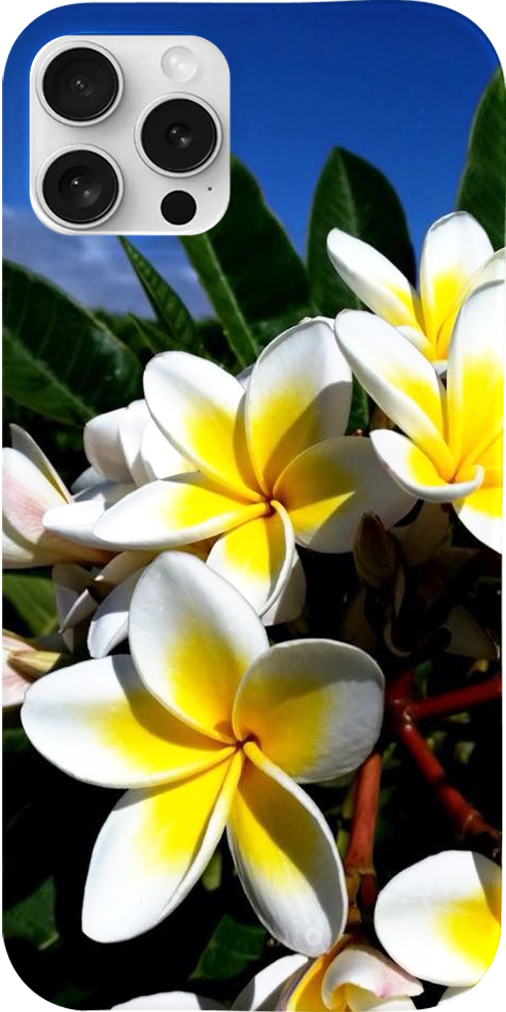 Cover frangipane - Oppo