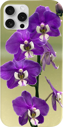 Cover orchidea viola